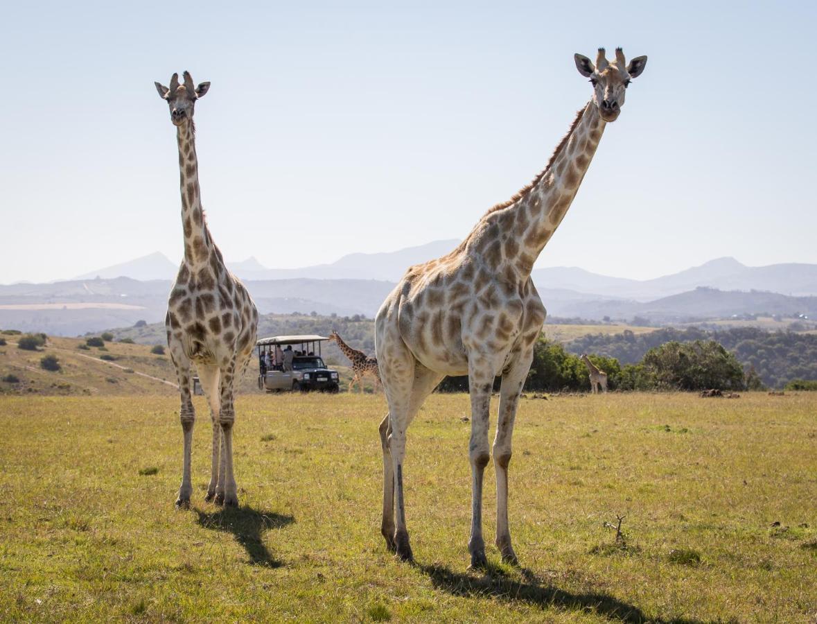 Botlierskop Private Game Reserve Reebok Exterior foto