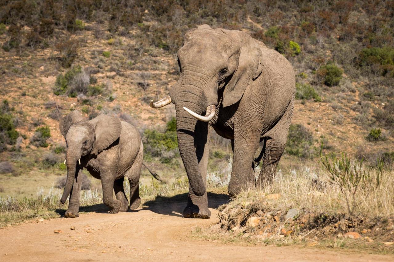 Botlierskop Private Game Reserve Reebok Exterior foto