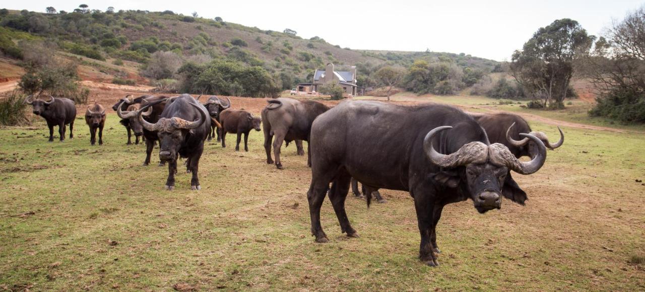 Botlierskop Private Game Reserve Reebok Exterior foto