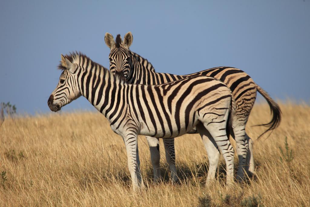 Botlierskop Private Game Reserve Reebok Exterior foto