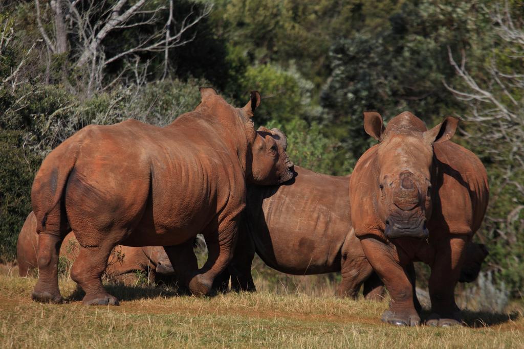 Botlierskop Private Game Reserve Reebok Exterior foto