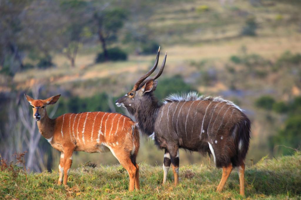 Botlierskop Private Game Reserve Reebok Exterior foto