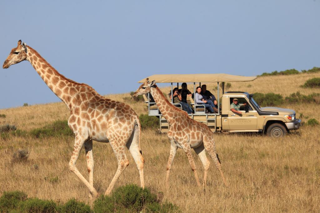 Botlierskop Private Game Reserve Reebok Exterior foto