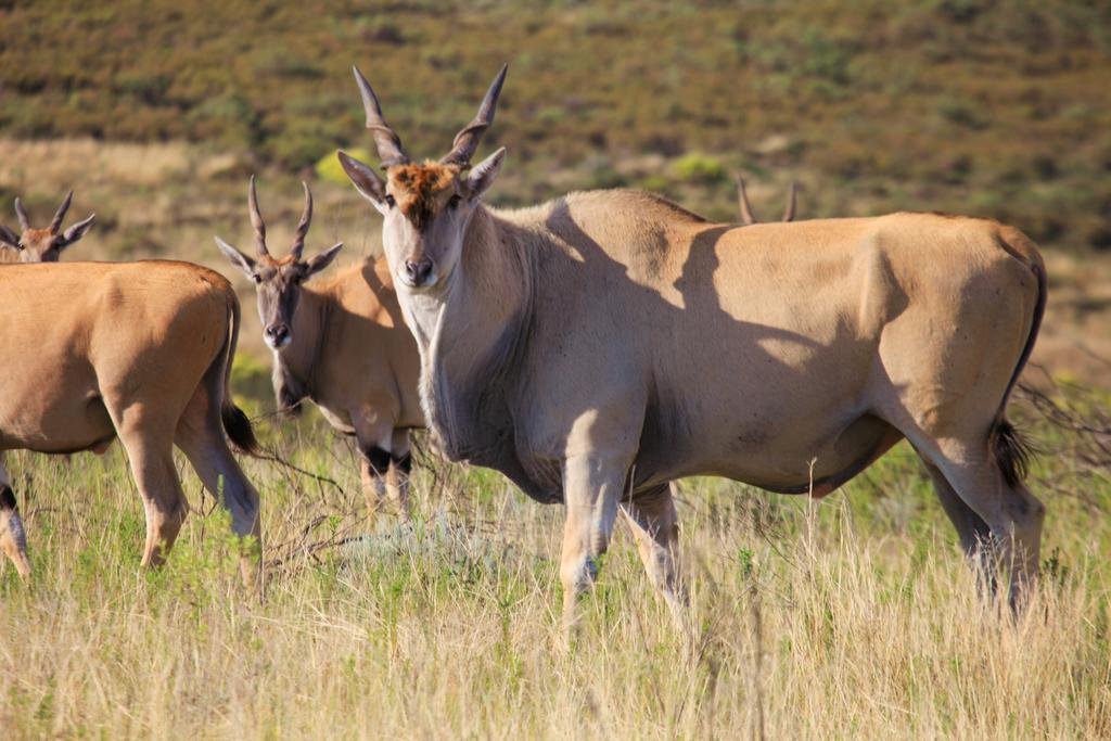 Botlierskop Private Game Reserve Reebok Exterior foto