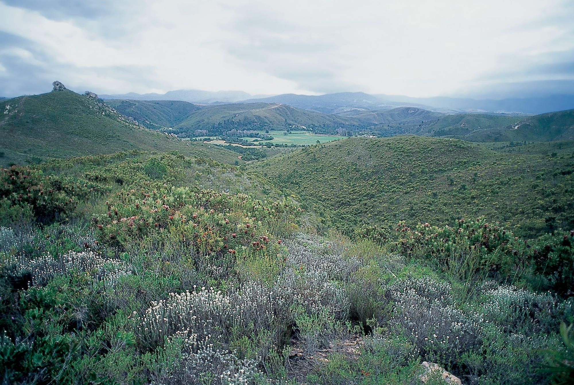 Botlierskop Private Game Reserve Reebok Exterior foto